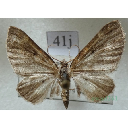 Pterapherapteryx sexalata (Retzius, 1783) Płatynka wierzbówka Slovakia41j